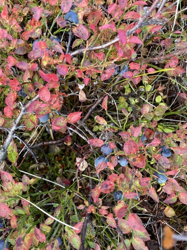 common bilberry