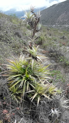Tillandsia secunda