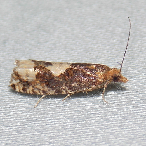 Birch Epinotia Moth photo 4