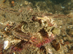 Temnopleurus alexandri