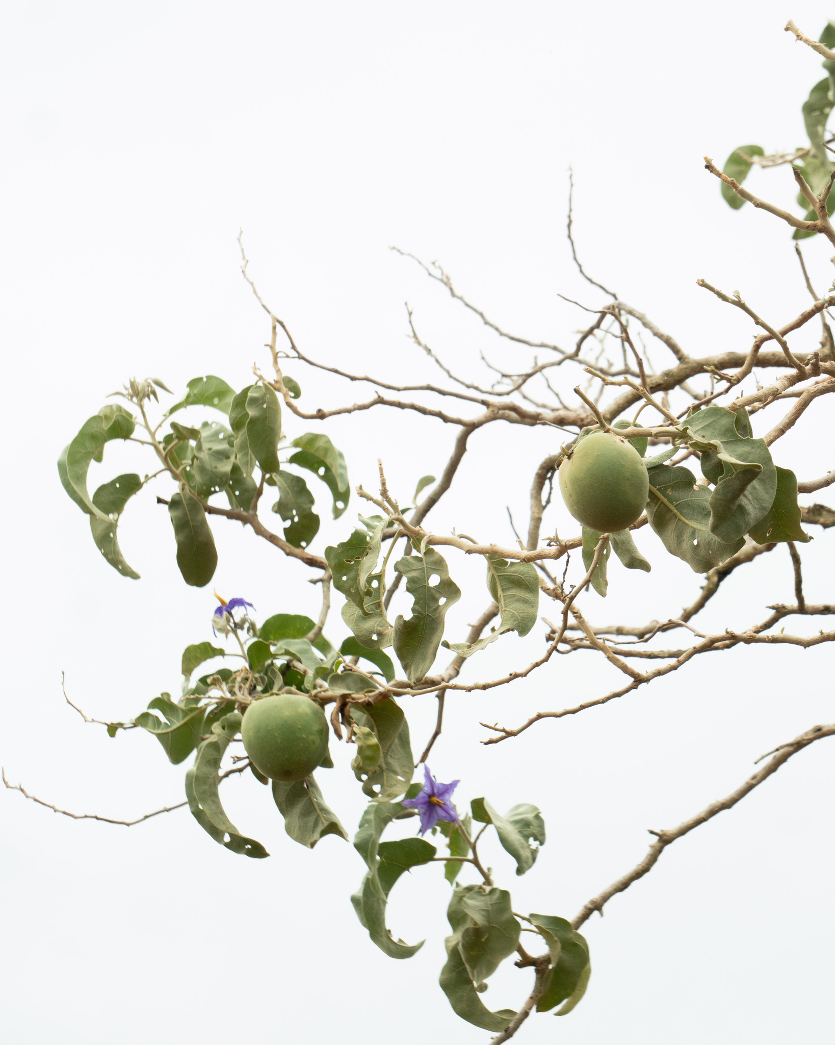 Solanum lycocarpum