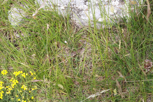 Meadow Viper