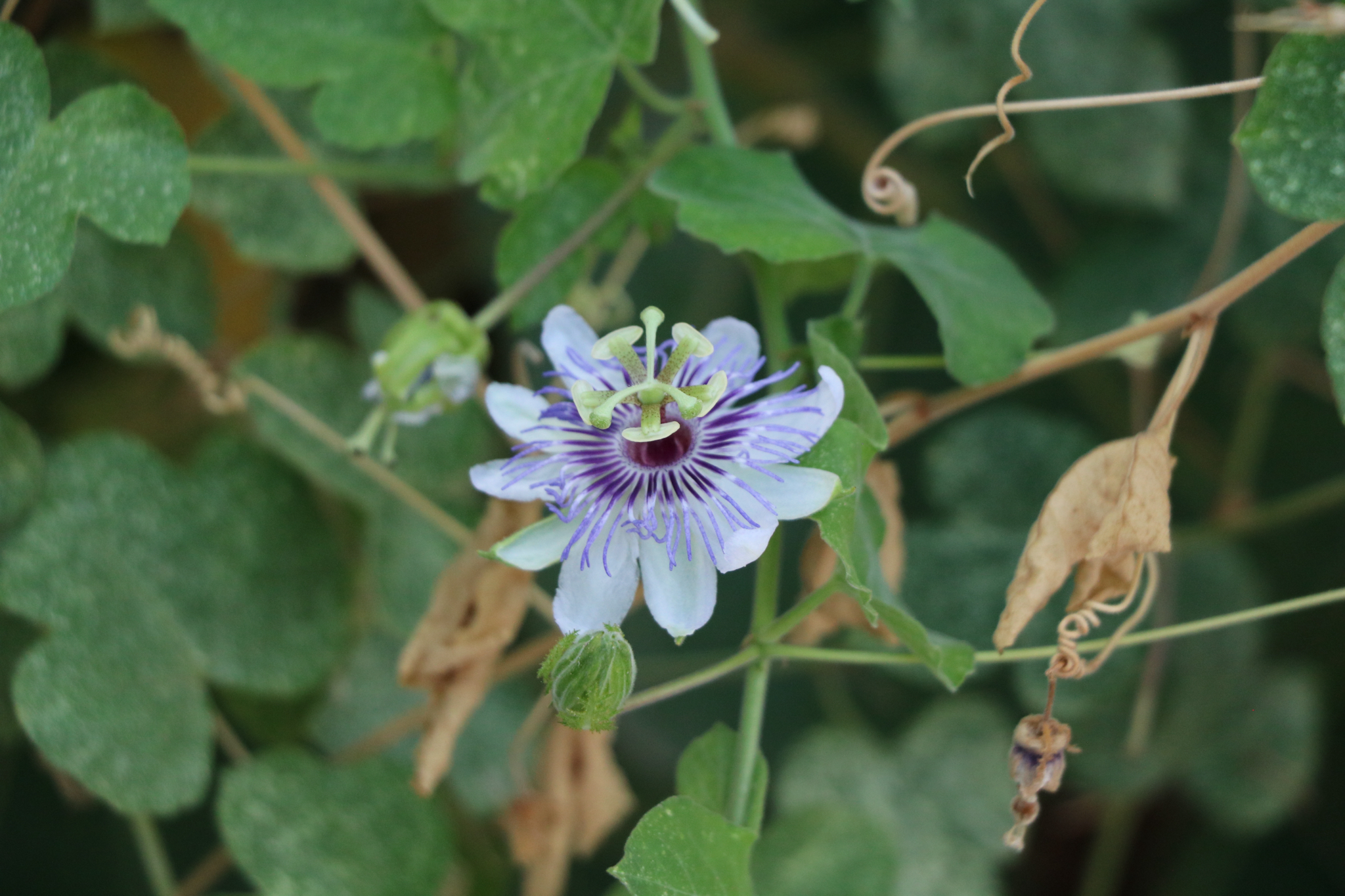 Passiflora foetida var. foetida