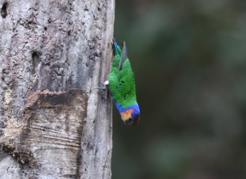 Red-breasted Pygmy Parrot (Micropsitta bruijnii)