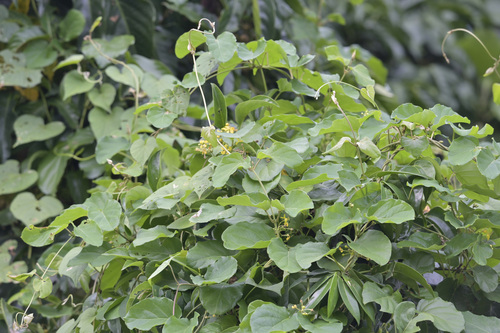 Stigmaphyllon timoriense observed 2025-06-28