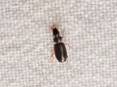 Anomotarus illawarrae