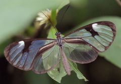 Ithomia agnosia zikani