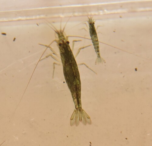 Atyoida serrata observed 2025-10-09