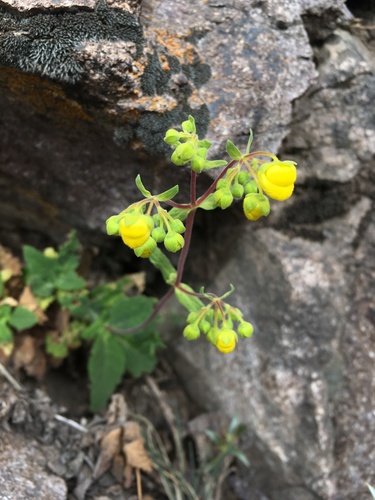 Calceolaria andina