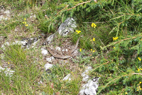 Meadow Viper