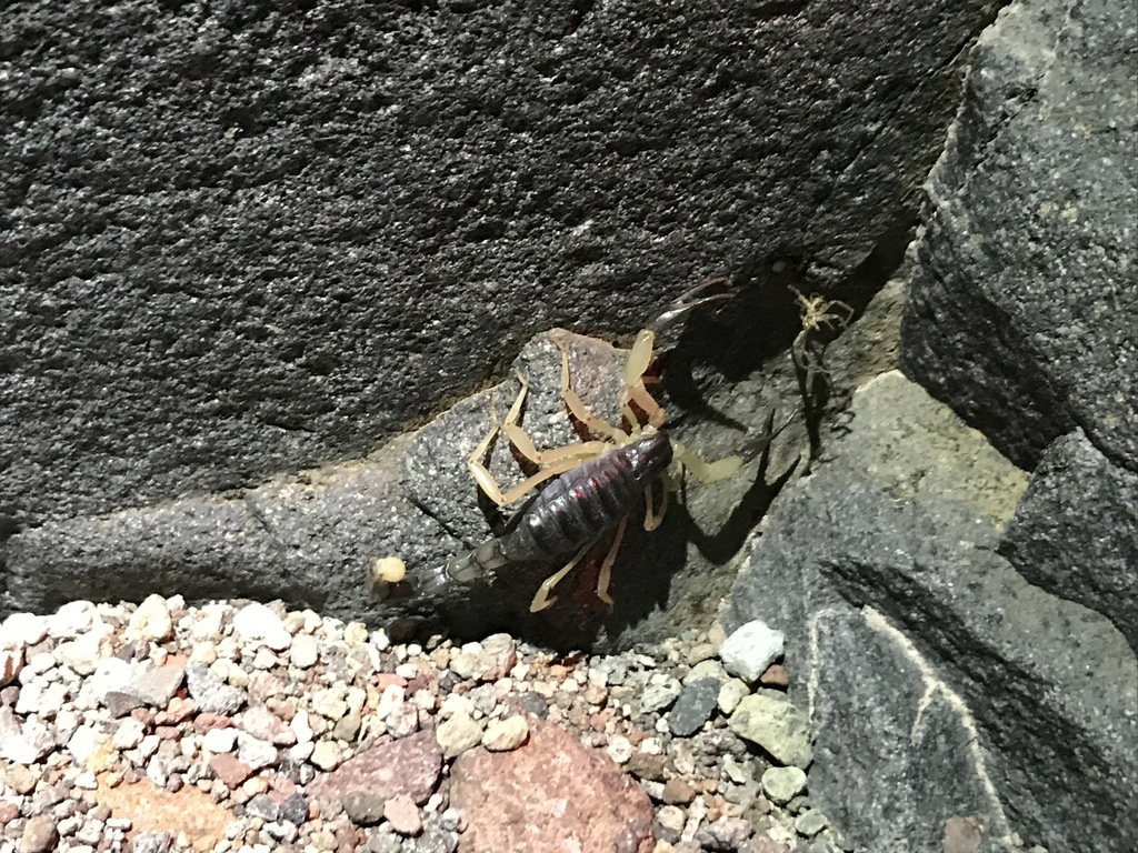 Hadrurus pinteri
