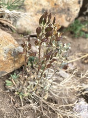 Draba gilliesii
