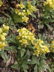 Azorella ruizii