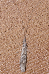 Triplectidinae