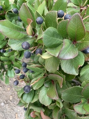 Tracheophyta