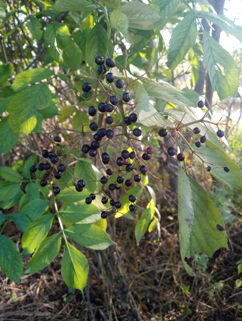 Sambucus nigra