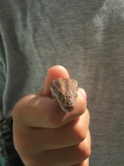 Epicrates maurus