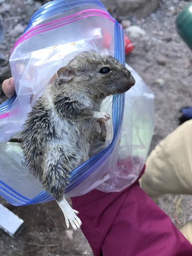 Bryant's Woodrat