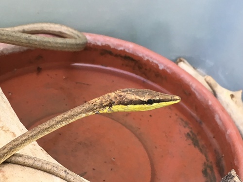 Photo of a Rutherford's Brown Vine Snake (Oxybelis rutherfordi)