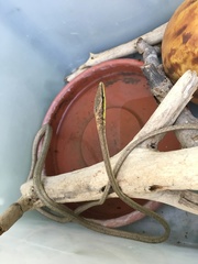 Oxybelis rutherfordi