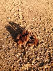 Grammostola rosea