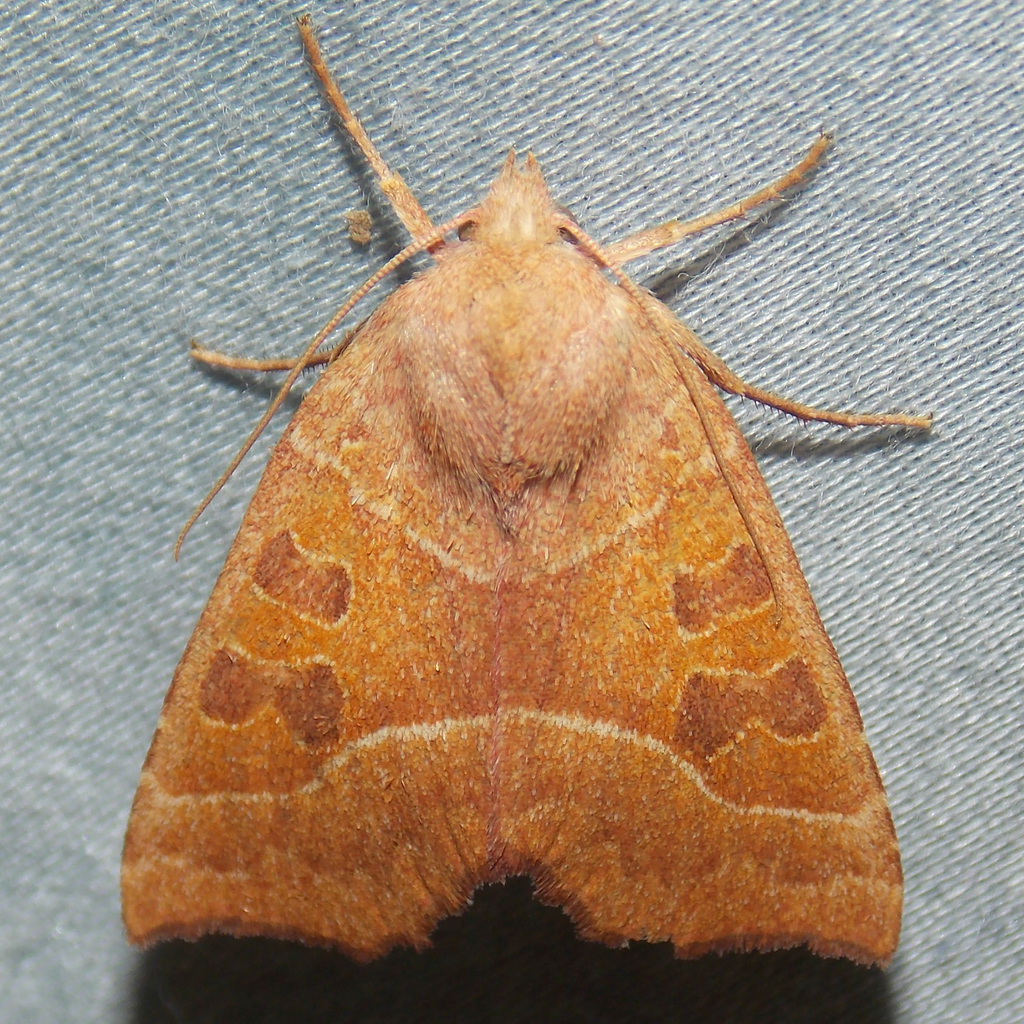 Scalloped Sallow