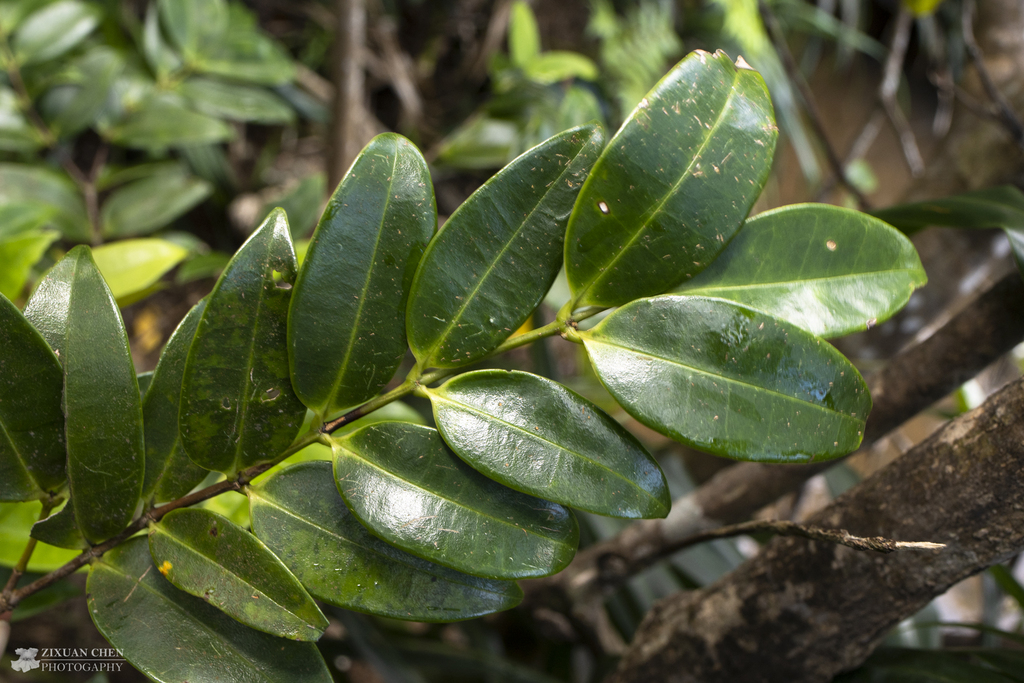 Memecylon lanceolatum