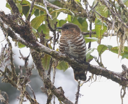 Rufous-throated Bronze Cuckoo (Chalcites ruficollis)