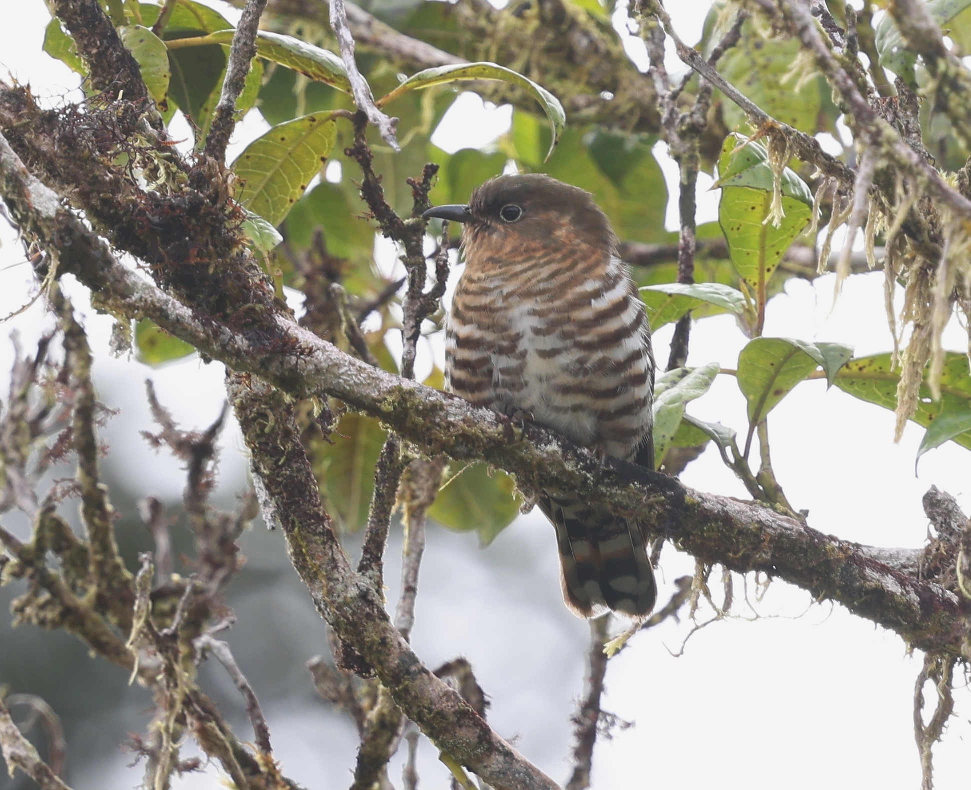 Rufous-throated Bronze-Cuckoo illustration