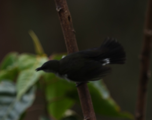 Thick-billed Berrypecker (Melanocharis crassirostris), photo 3