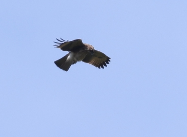 Pygmy Eagle (Hieraaetus weiskei), photo 5