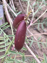 Astragalus cruckshanksii