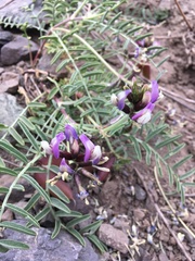 Astragalus cruckshanksii