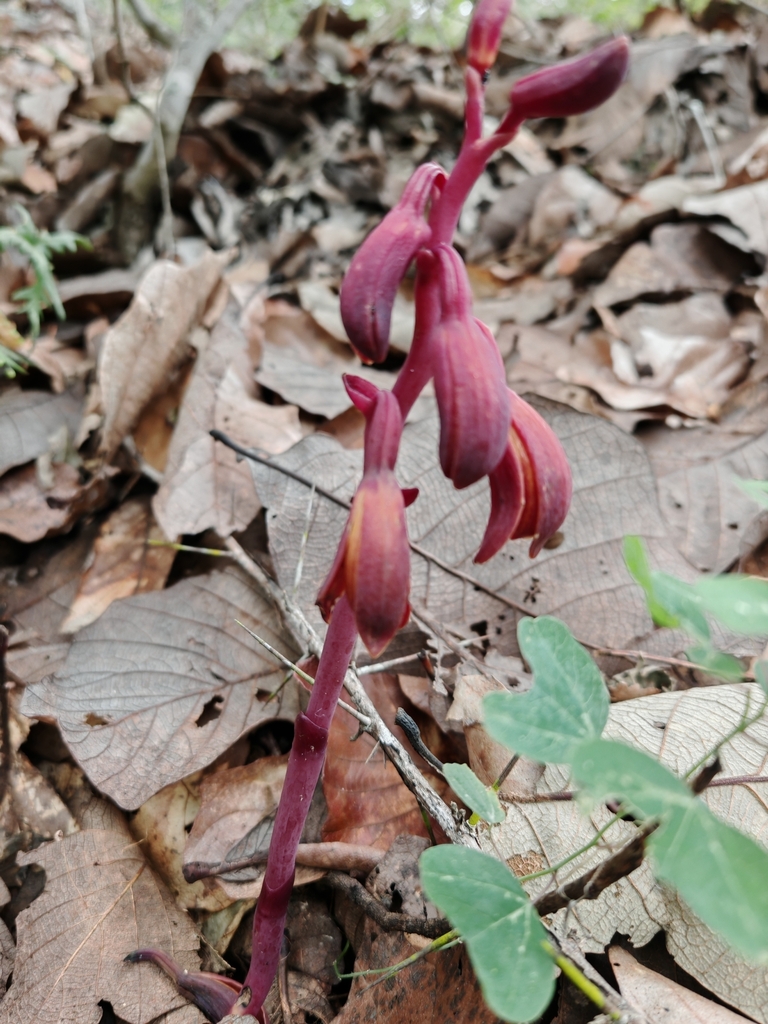 Bletia brevicaulis