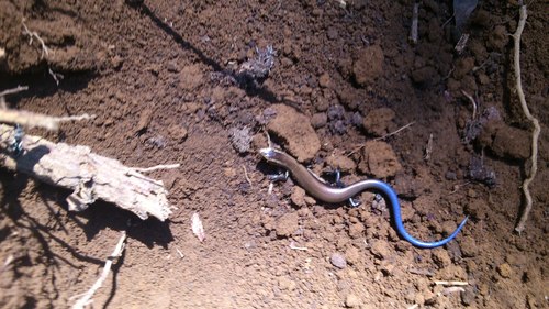 Plestiodon indubitus