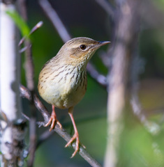 Locustella lanceolata