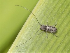 Euciodes suturalis