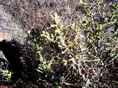 Cylindropuntia davisii