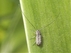 Euciodes suturalis