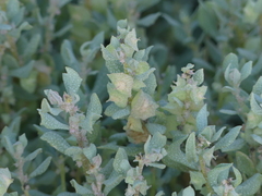 Atriplex lindleyi