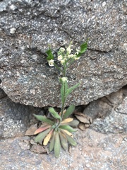 Draba gilliesii