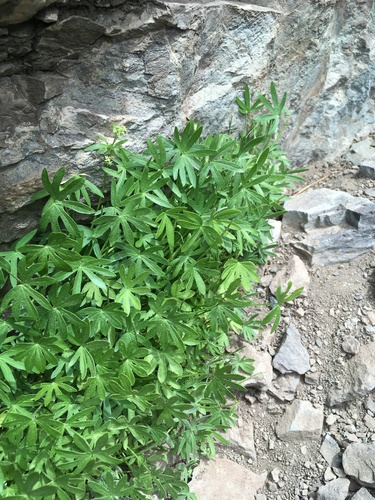 Cilantro silvestre