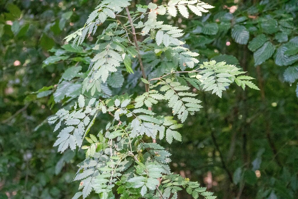 Sorbus aucuparia