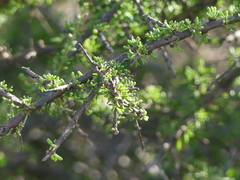 Lycium californicum