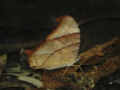 Melanitis velutina