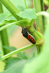 Oncometopia rufipennis