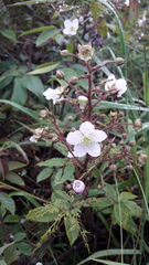 Rubus adenotrichos