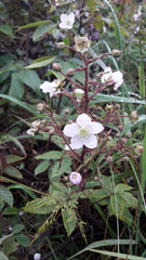 Rubus adenotrichos