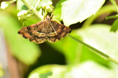 Hymenia