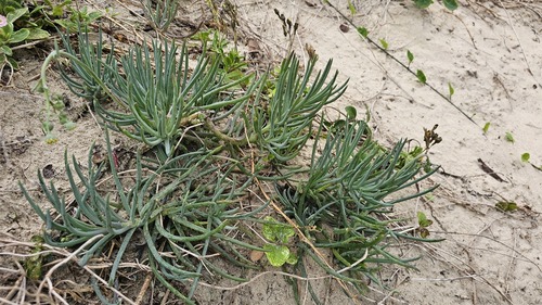 Crassothonna discoidea, photograph 1